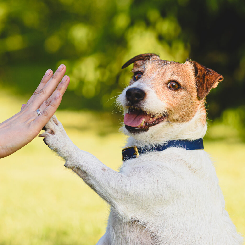Portrait of happy Jack Russell Terrier dog